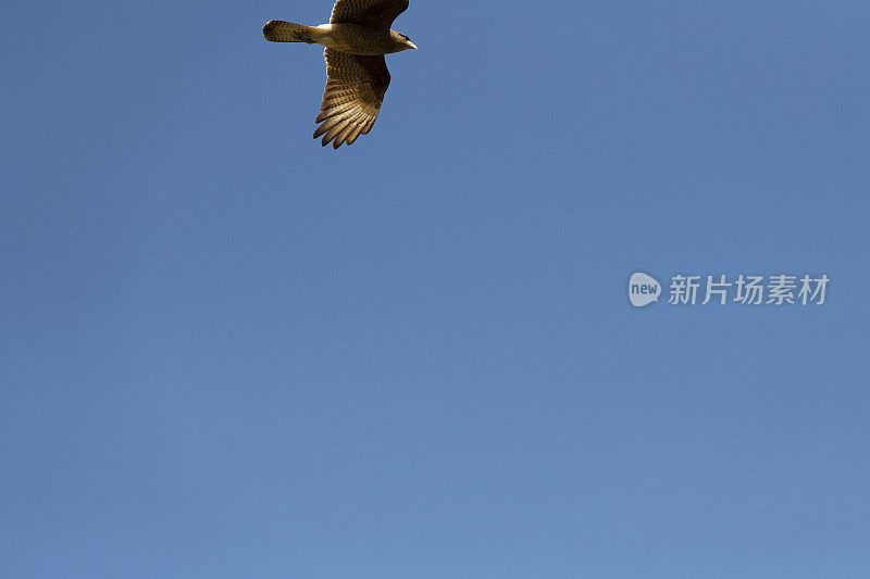 Chimango Caracara (Milvago ximango)